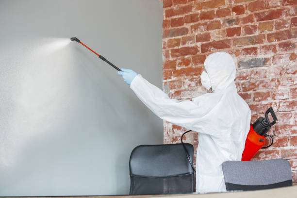 Reliable Plymouth, OH Mold Removal Solutions