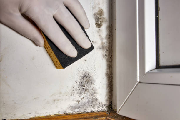 Best Emergency Mold Remediation  in Plymouth, OH